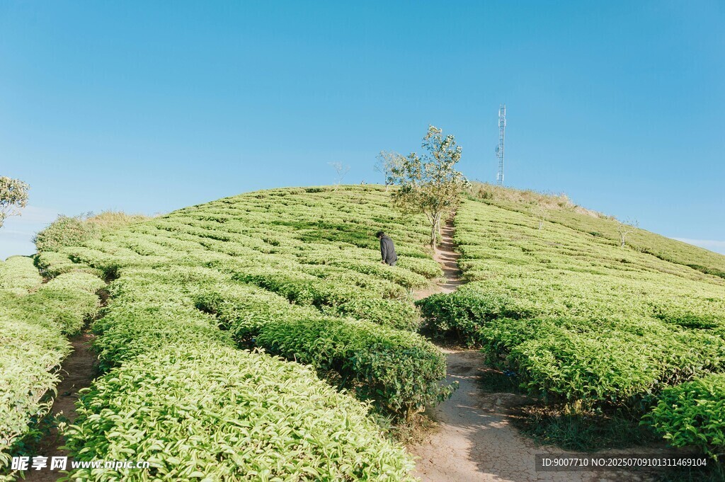 翠绿茶山风光