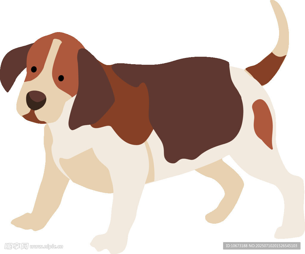 可爱三色小猎犬