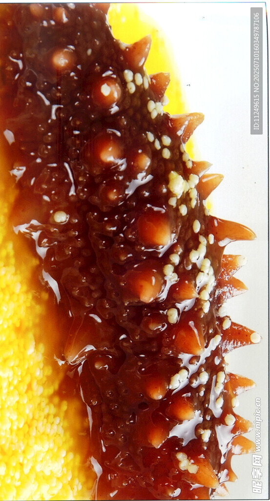 小米炖辽参