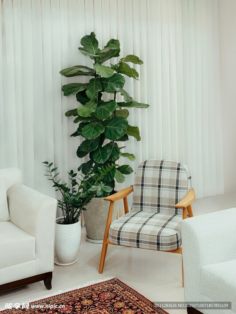 室内绿植与简约家具搭配