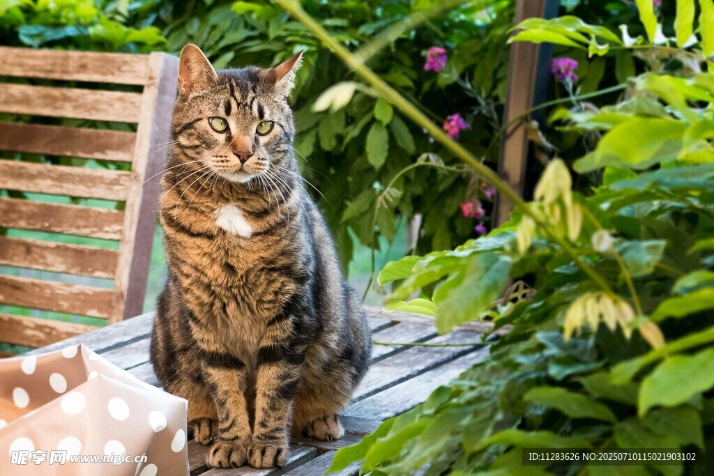 庭院中的斑纹猫咪