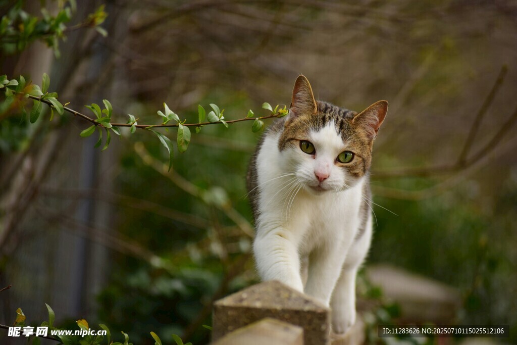 石上漫步的可爱猫咪