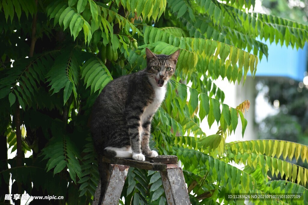猫咪栖于绿植中的木架上