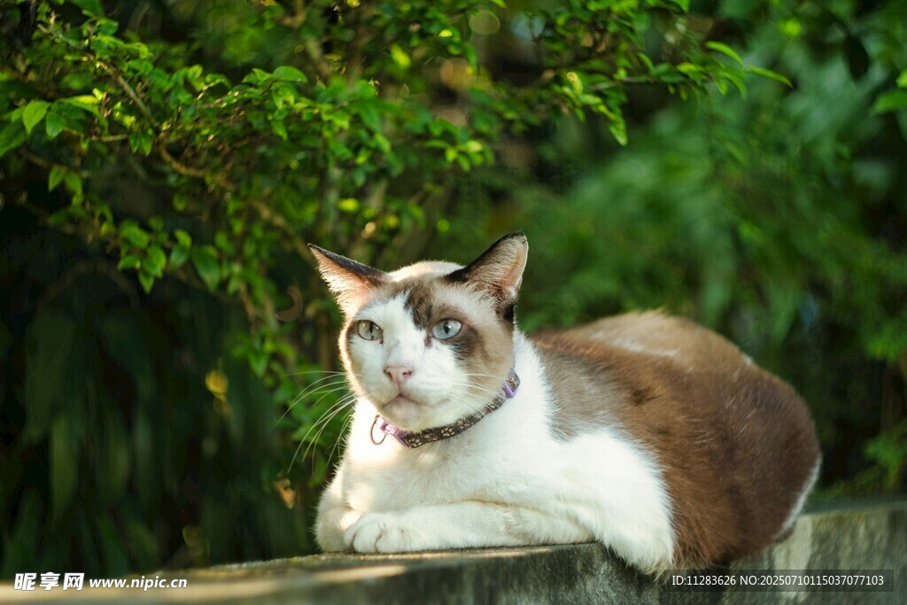 悠闲猫咪趴于木栏
