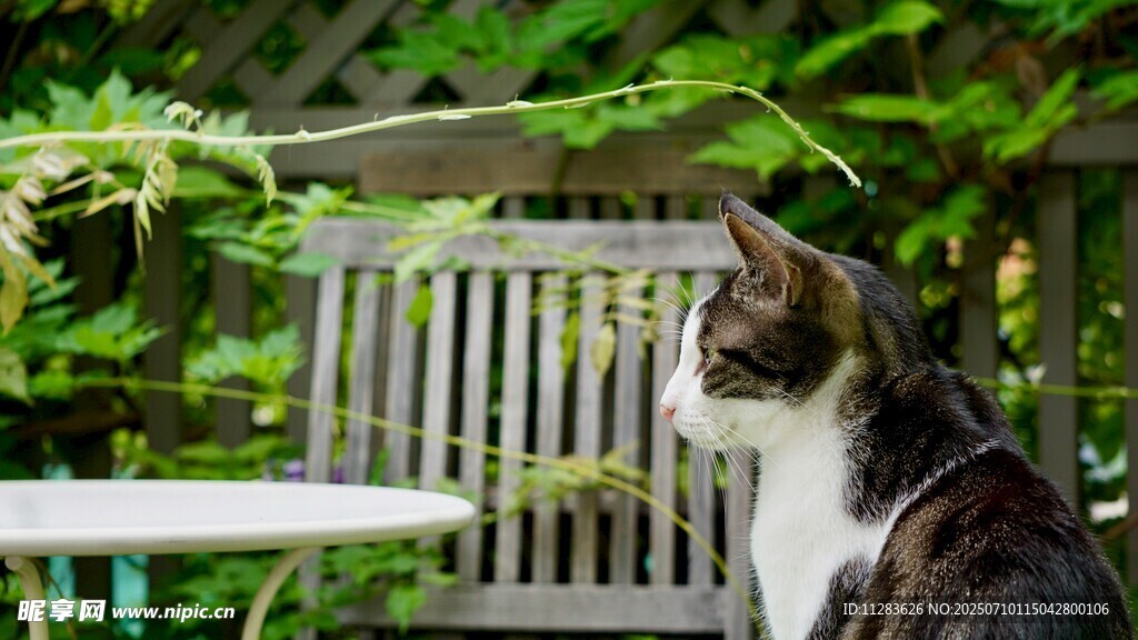 猫咪凝视户外绿植