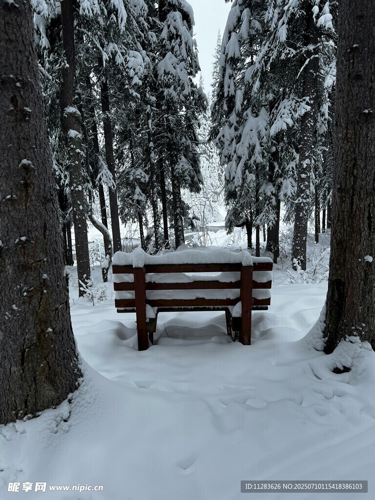 雪林长椅