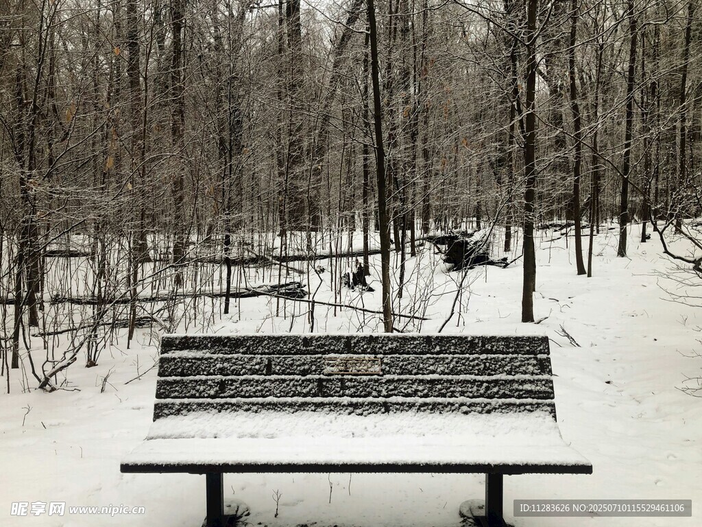 雪覆长椅的静谧林间景象
