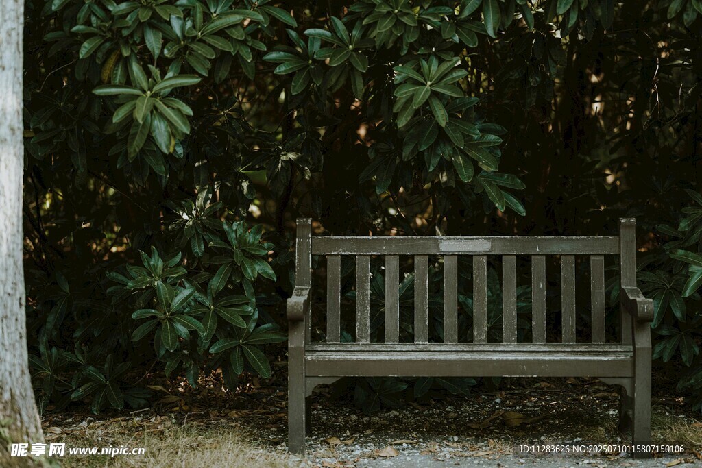 林间长椅静处自然之景