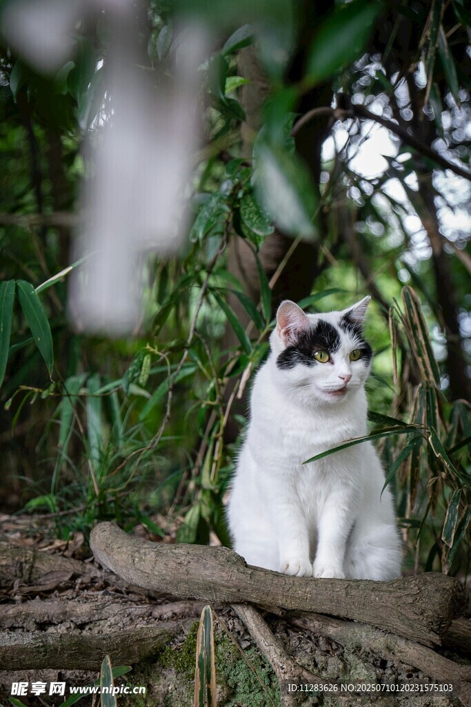 林间萌猫坐枝头