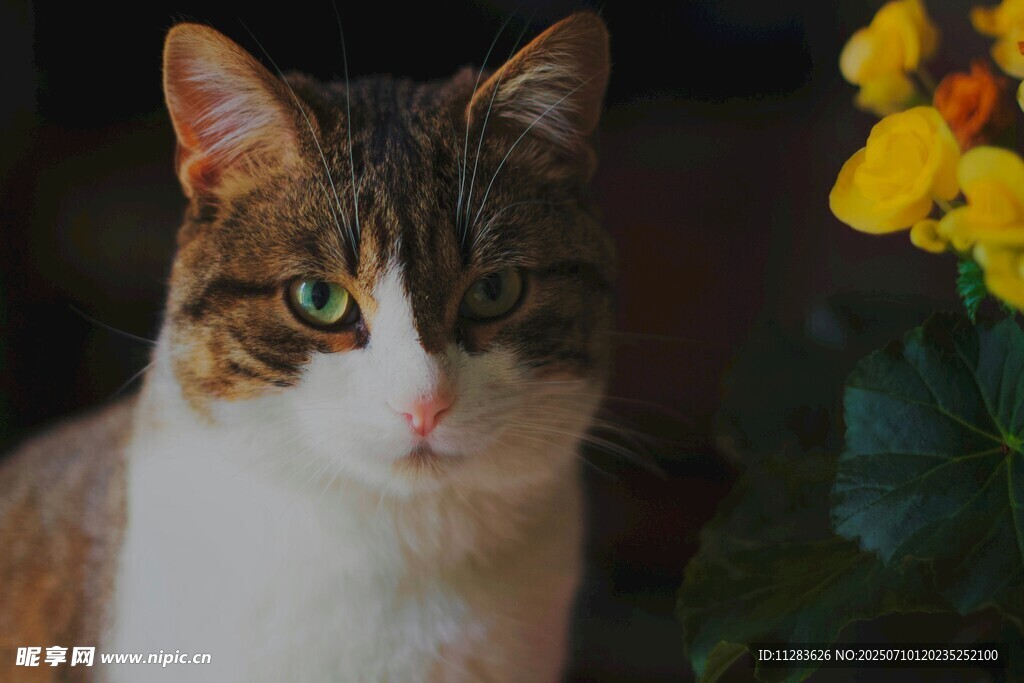 可爱猫咪与明艳花朵相伴