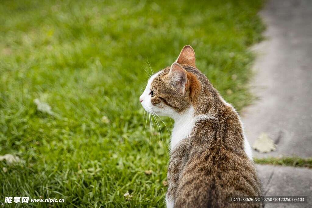 草地上的猫咪