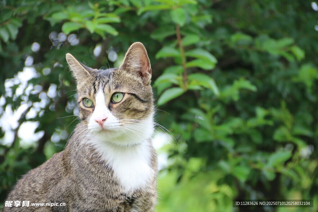 绿荫下的可爱猫咪