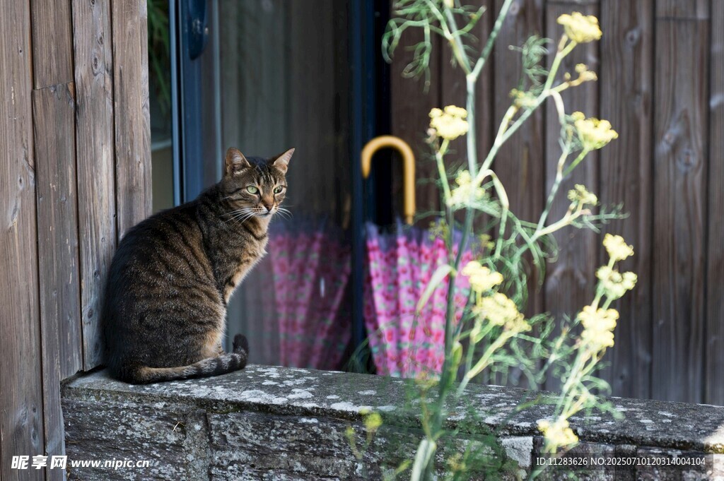 窗边猫咪与多彩雨伞