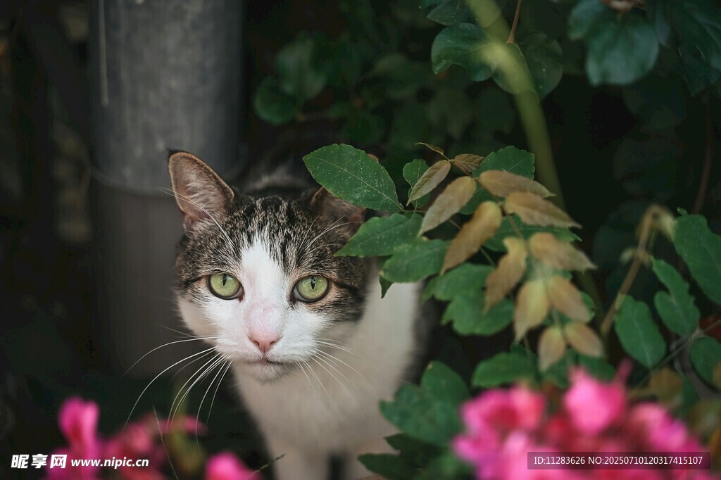 花丛中的可爱猫咪