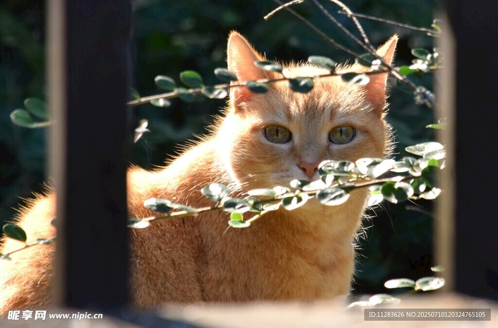 栅栏后的橘猫
