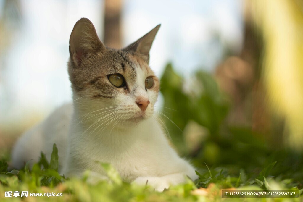 草地上的可爱猫咪