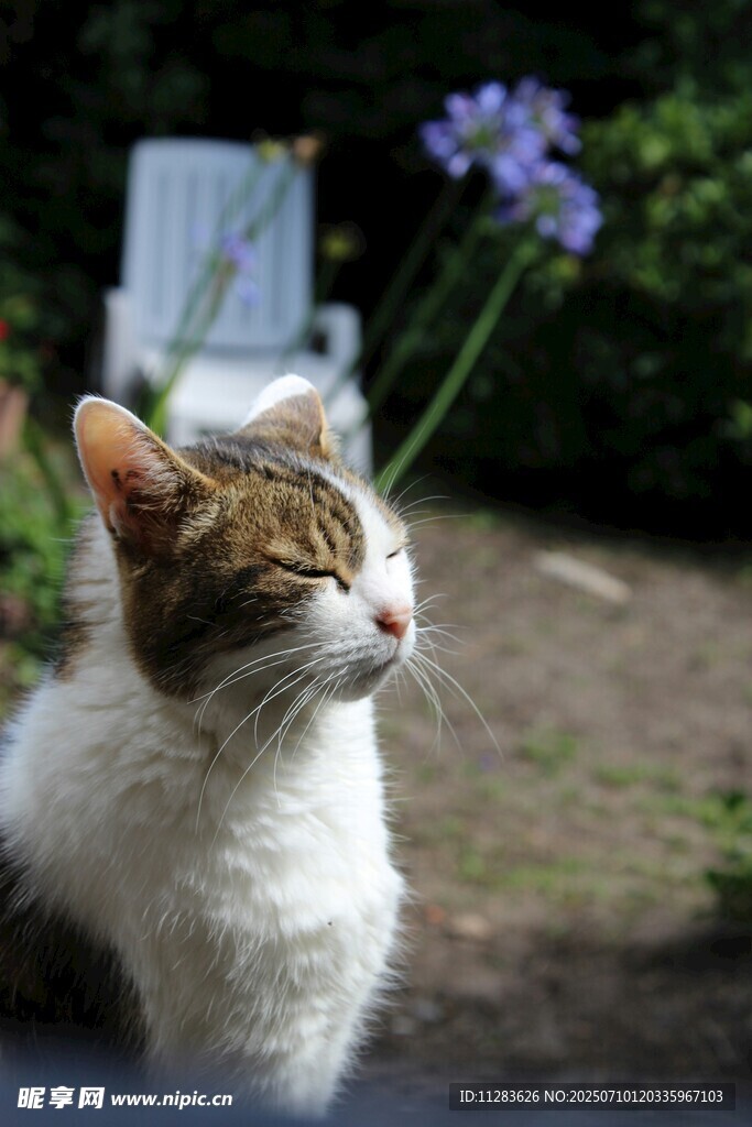 猫咪赏景