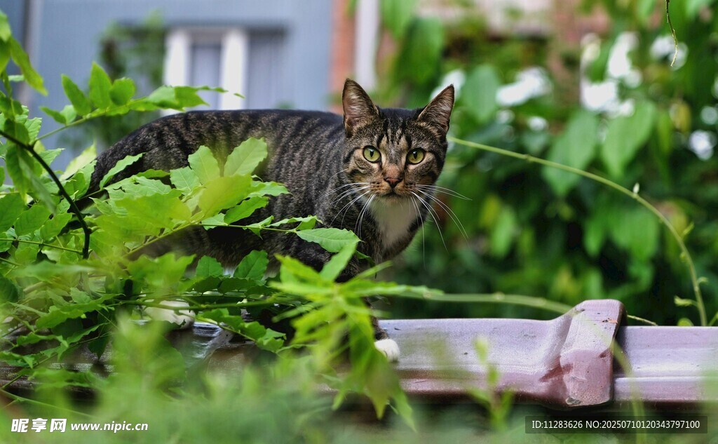 草丛中的斑纹猫咪