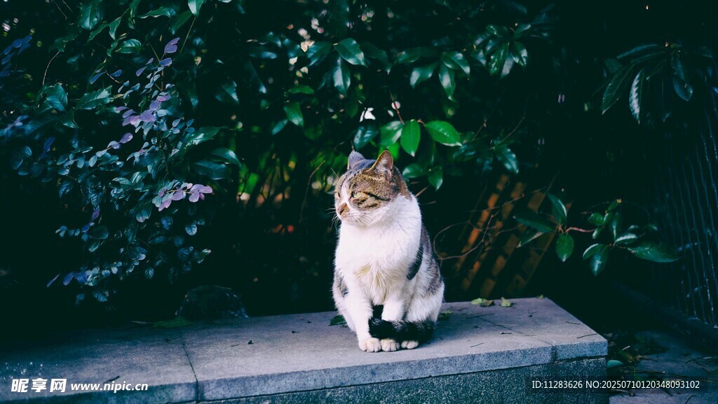 石台上的可爱猫咪