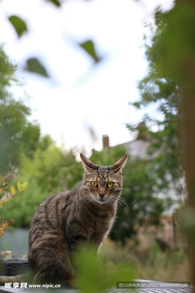 户外蹲坐的可爱斑纹猫咪