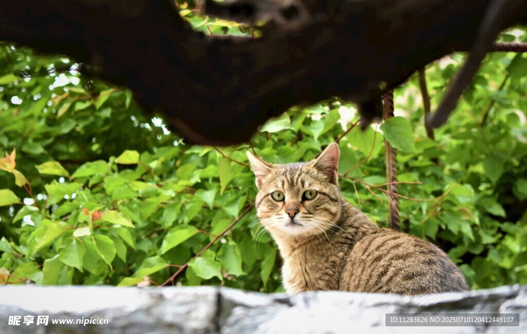 绿荫下的猫咪