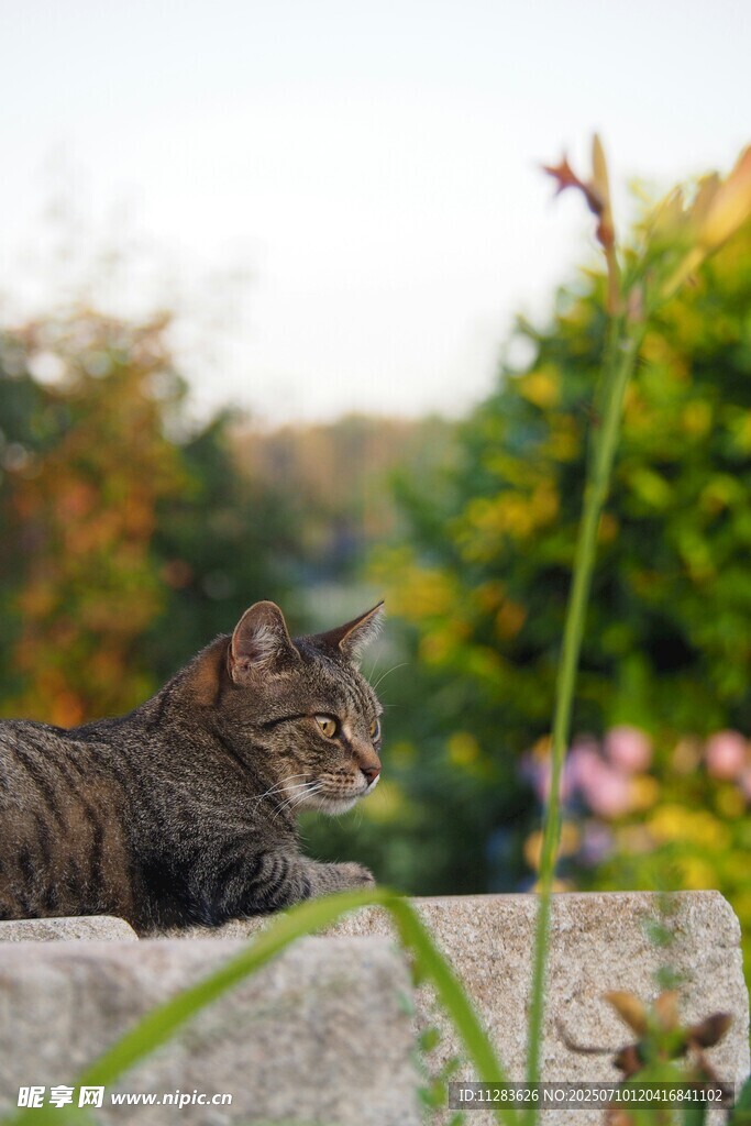石上休憩的猫咪