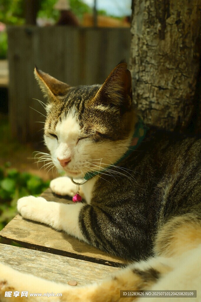 树荫下休憩的猫咪