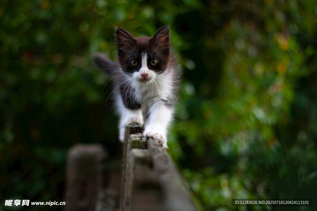 小猫在木栏上优雅行走