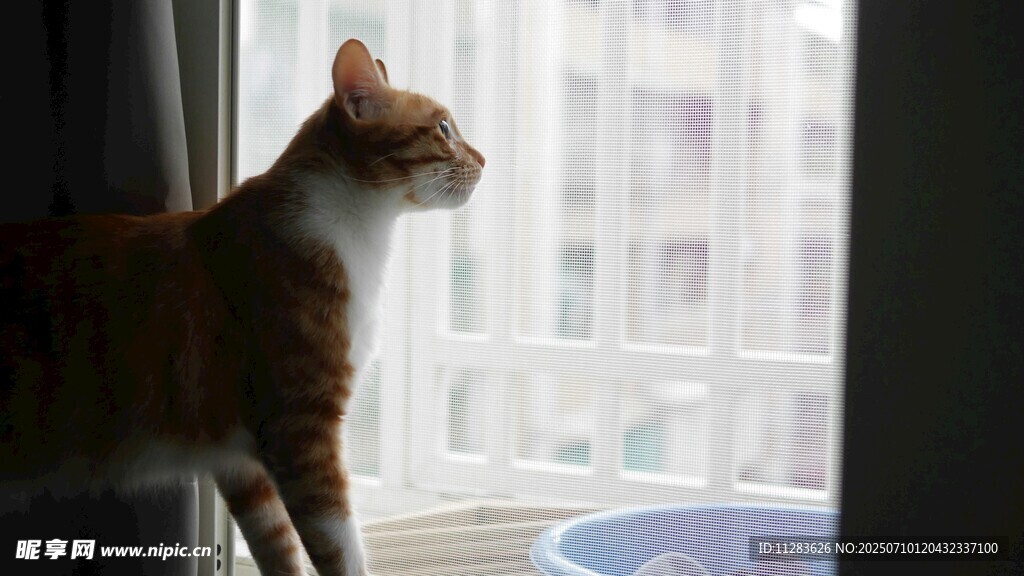 窗边猫咪眺望远方
