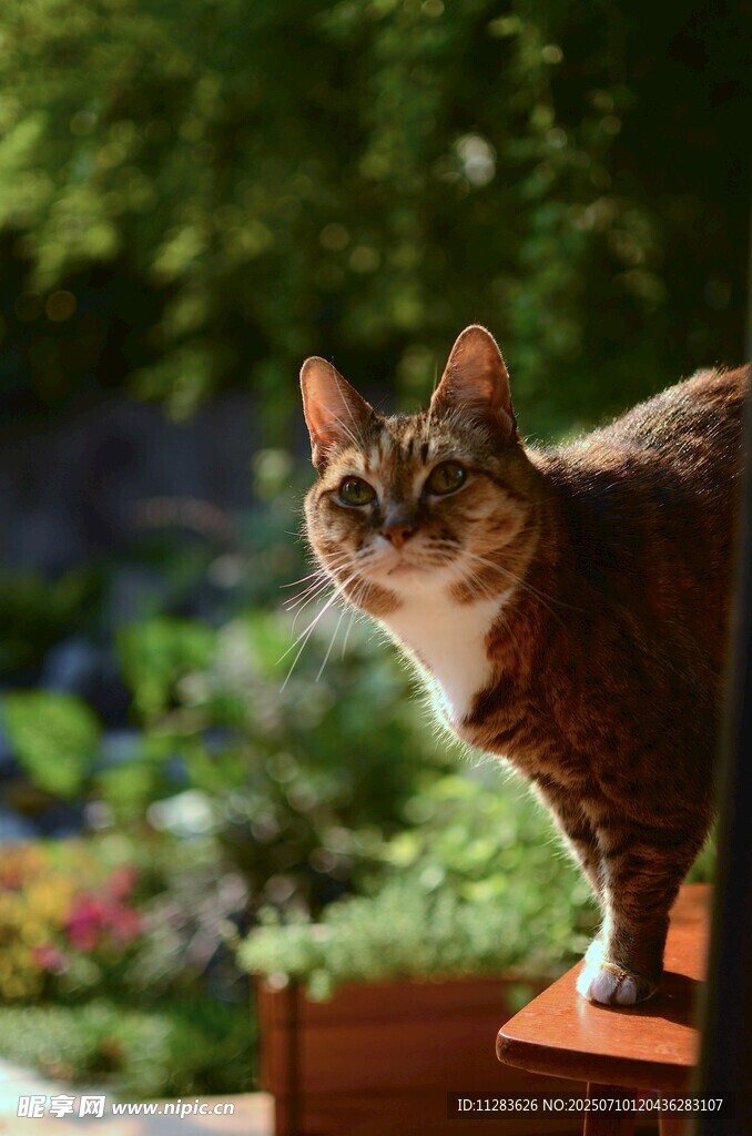 花园中站立的可爱猫咪