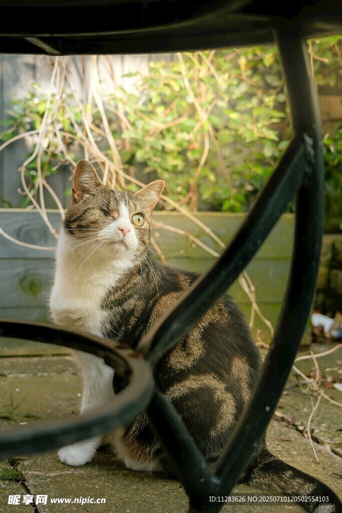 户外休憩的斑纹猫咪