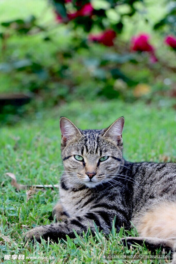 草地上的条纹猫咪