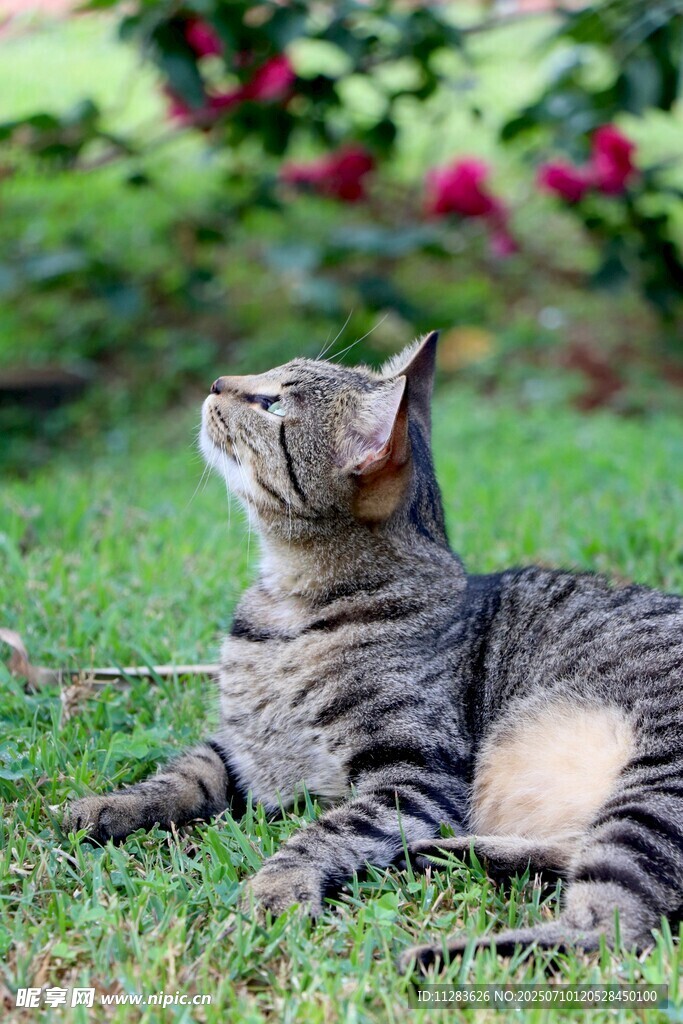 草地上仰头的条纹猫咪