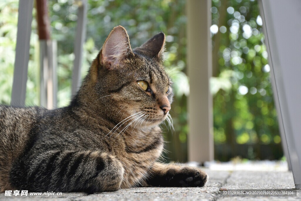 窗边休憩的条纹猫咪