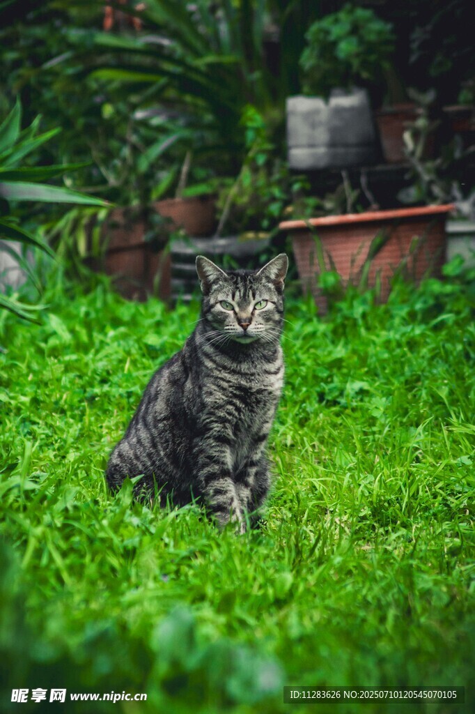 草地上的斑纹猫咪