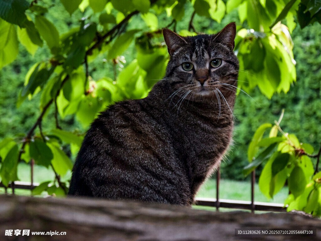 绿荫下的猫咪