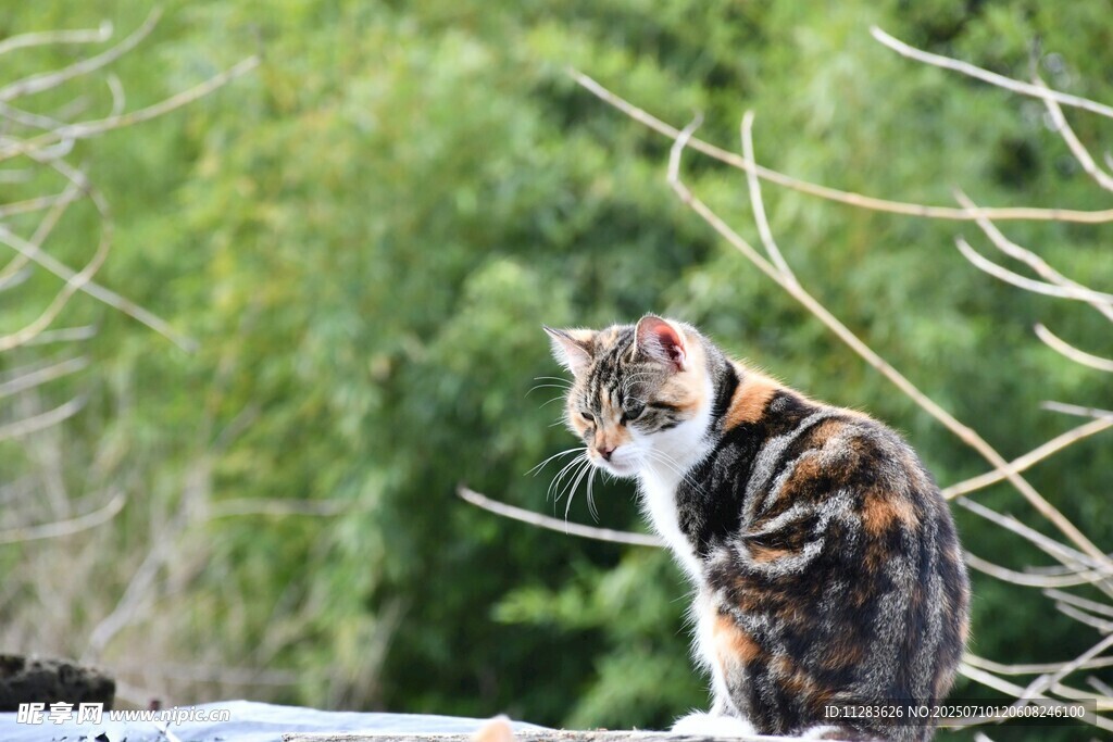 户外猫咪眺望绿意