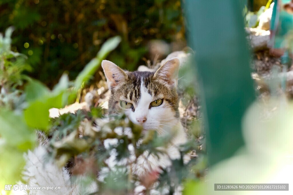 草丛中的猫咪