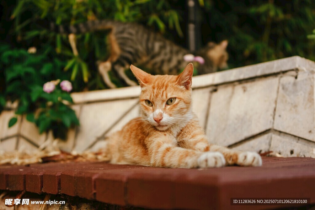 阳光下慵懒的橘猫
