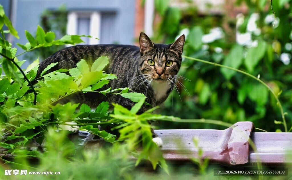 绿叶间的斑纹猫咪