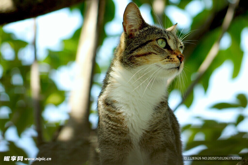 树上的猫咪