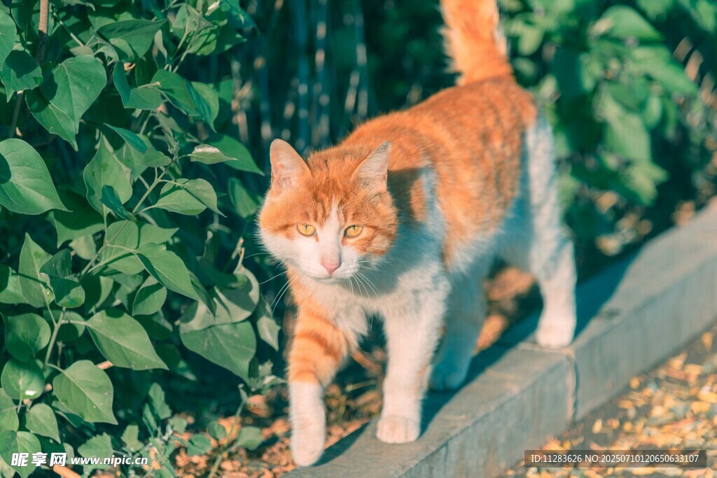 橘猫漫步绿植旁