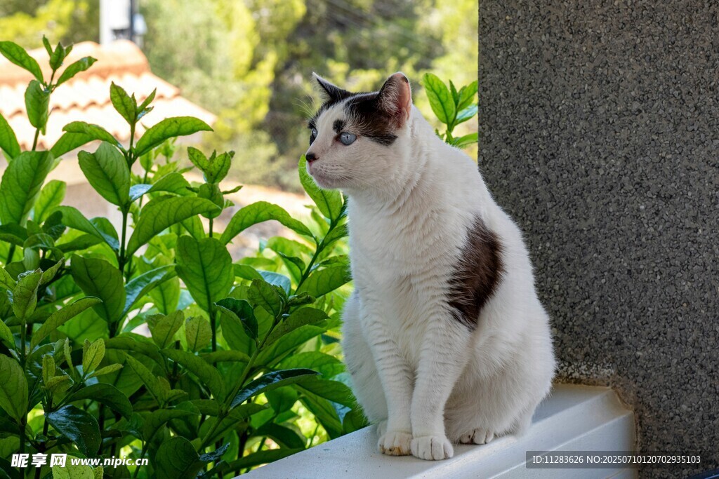 窗边的花猫
