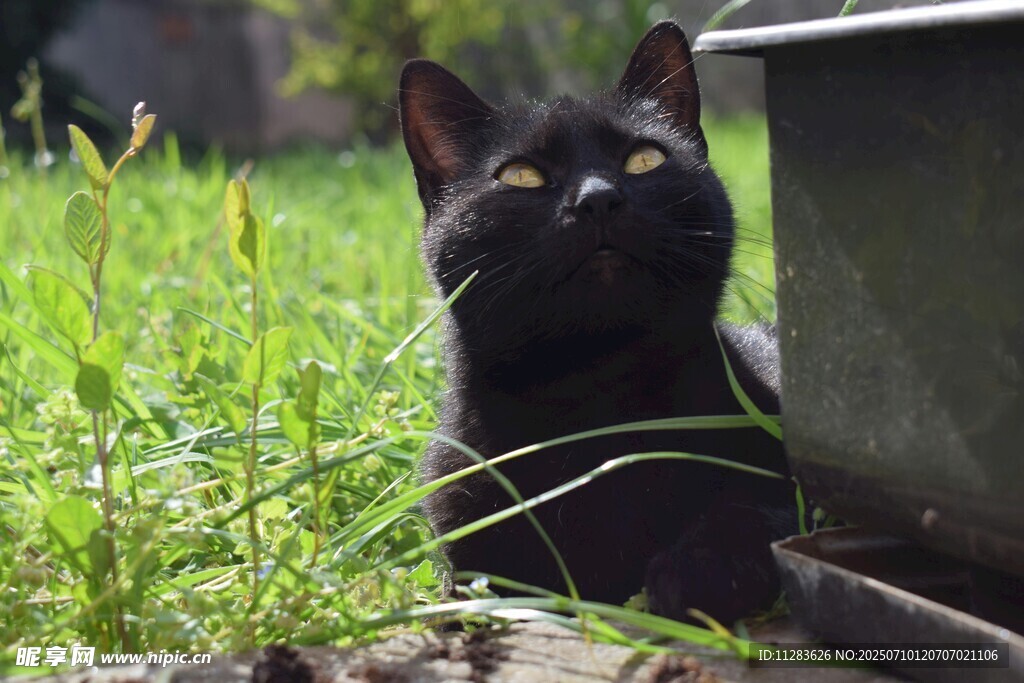 黑猫于草丛中惬意张望
