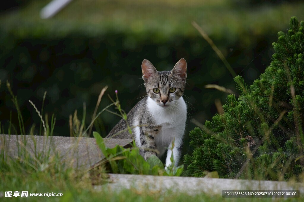 草丛中的可爱小猫