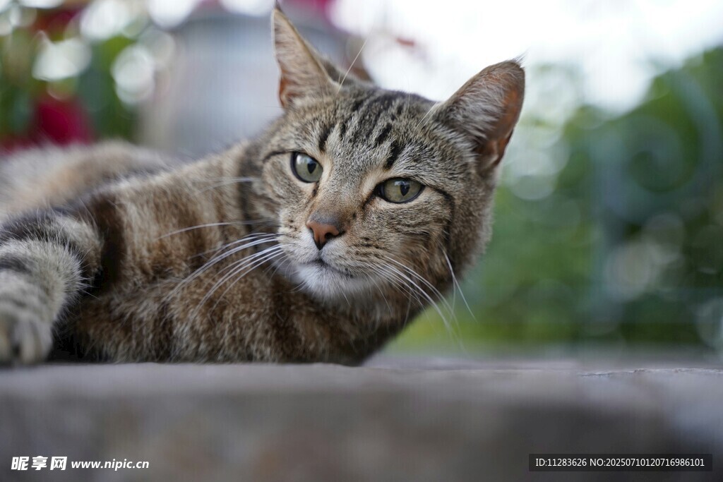慵懒猫咪惬意趴卧