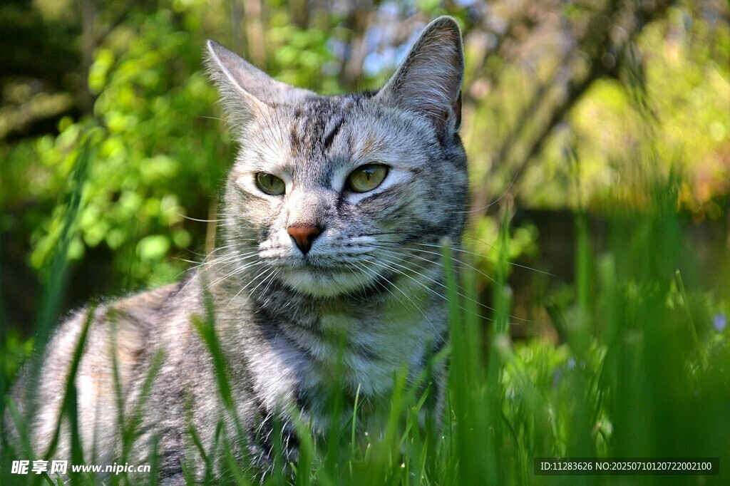 草丛中的斑纹猫咪