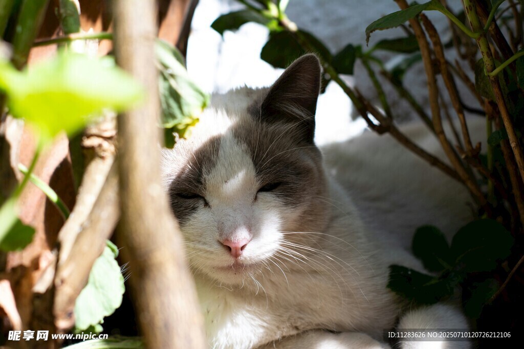 树荫下休憩的猫咪