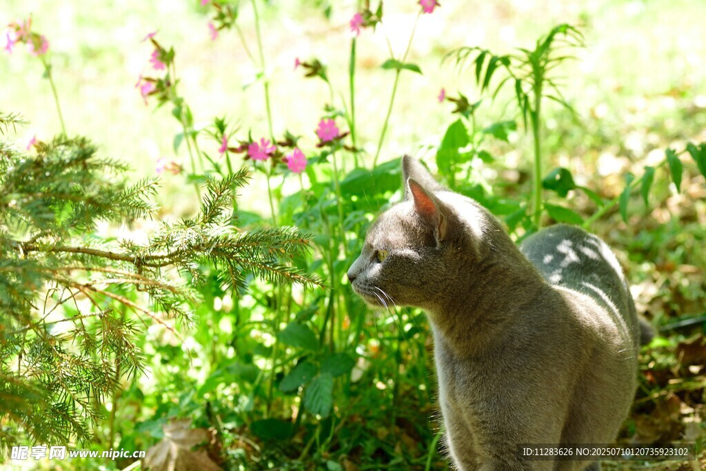 阳光下花园中的猫咪