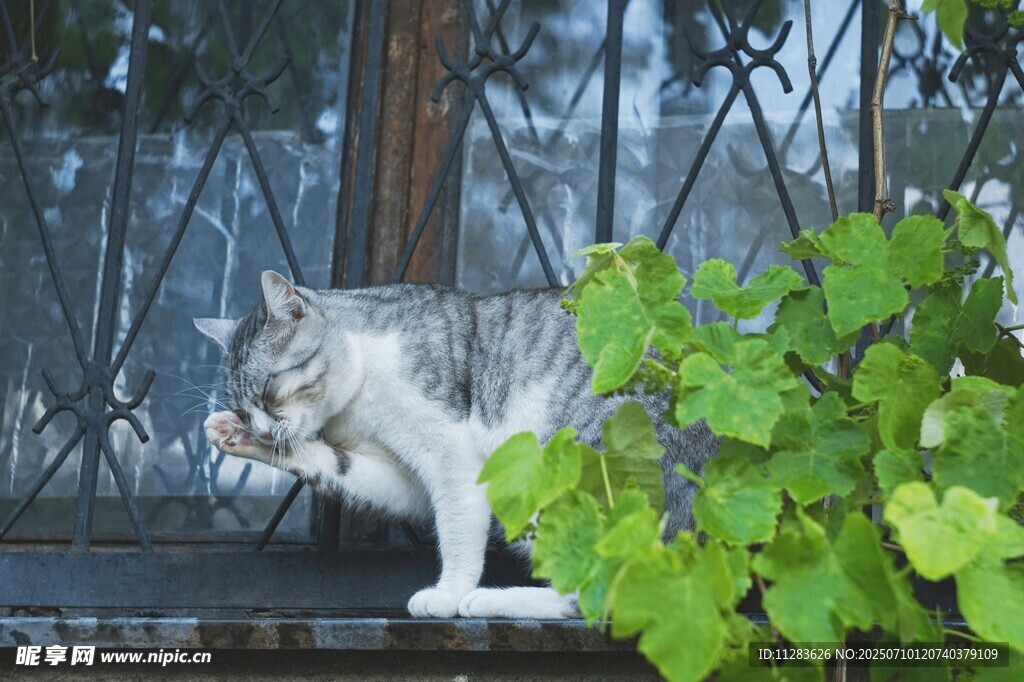 窗边猫咪与翠绿藤蔓